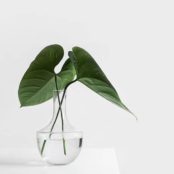 Blog Feature Green Small Plant - Jupiter X Blog Styles