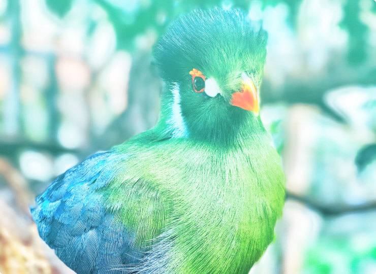 unfolding column blue and green bird
