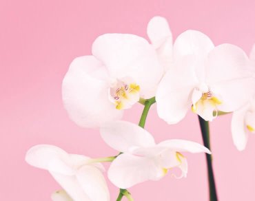 parallax effect jupiterx features pink blossoms